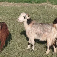 فروش دوتا بز ویک کهره ماده