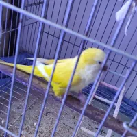 طوطی راهب با نمک  و خاص و یک جفت گیرینچیک مولد|پرنده|رشت, علی آباد|دیوار