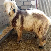 دوتا بره پرواری درشت