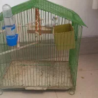 مرغ عشق ماده بالغ|پرنده|کرمان, |دیوار