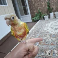 گرنچیک|پرنده|شهرکرد, |دیوار