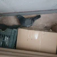 کبوتر|پرنده|قرچک, قشلاق جیتو|دیوار