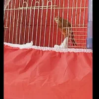 قناری نر شلاقی