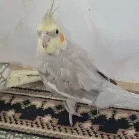 فورشی پرند|پرنده|بروجرد, |دیوار