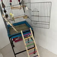 عروس هلندی نروماده زرنگ