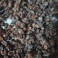 کشمش تازه واسه امسال
