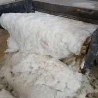 تولید و فروش پنبه ی سفید شانه حلاجی شده(تصفیه شده)