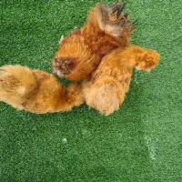 یک خروس دو مرغ ابریشمی