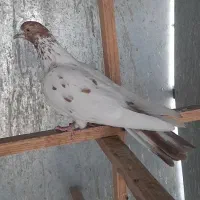 کفتر ماده کله دم بور کاشونی