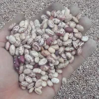 لوبیا