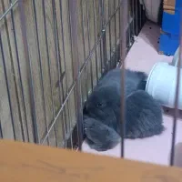 خرگوش لوپ پشمالو|موش و خرگوش|چابهار, |دیوار