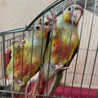 طوطی گرنچیک|پرنده|اهواز, یوسفی|دیوار