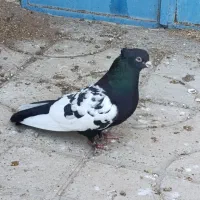 کبوتر جفتی معاوضه با قناری و طوطی برزیلی