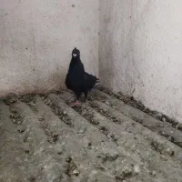 کفترکبوتر|پرنده|شیراز, مسلم|دیوار