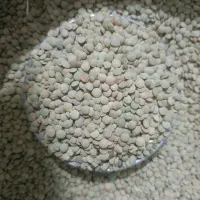 عدس