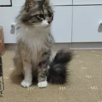 واگذاری گربه