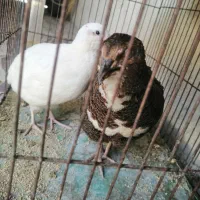 بلدرچین زینتی نر