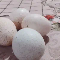 تخم بوقلمون|حیوانات مزرعه|شیروان (لرستان), |دیوار