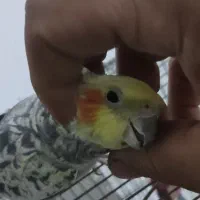 عروس هلندی ماده دوساله