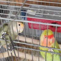 طوطی برزیلی یک جفت نر و ماده و تخم گذار