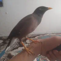 مرغ مینا|پرنده|اردبیل, |دیوار