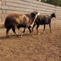 شیشک قوچ پلنگی