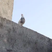 کفتر طوقی نر|پرنده|اهواز, بعثت|دیوار