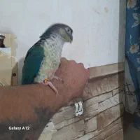 طوطی تراکویس