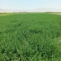 یونجه چین ۳