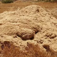 کاه مختص گاو و گوسفند