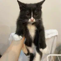 میکس با بریتیش