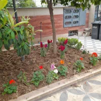 انجام تمام خدمات باغبانی چمنکاری هرس کاری و ...