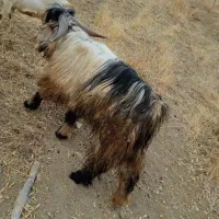 چپیش گله داری|حیوانات مزرعه|کوهرنگ, |دیوار