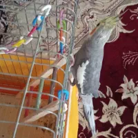 عروس هلندی نر و ماده