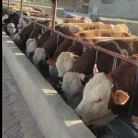 نمایندگی فروش گوساله سیمینتال ،هلشتاسن ،دورگه