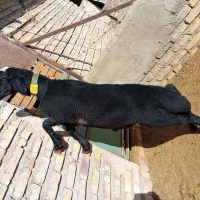 بره قوچی همو و هترو