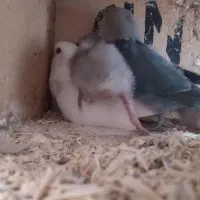 یه جفت طوطی برزیلی با جوجه|پرنده|دزفول, |دیوار