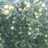 فروش-باغ-زمین-روستای-کپرگه