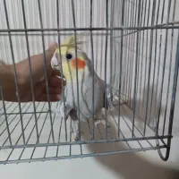 عروس هلندی نر سالم و سرحال