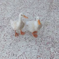 جوجه ارد.ک