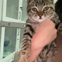 واگذاری گربه نر ۲ماهه|گربه|شیراز, دینکان|دیوار