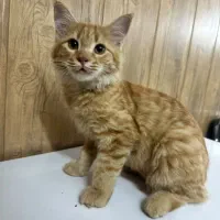 واگذاری گربه موبلند نارنجی