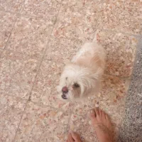 سگ اشپیتزو|سگ|نجفآباد, امام خمینی|دیوار