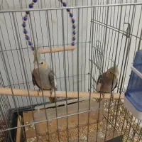 عروس هلندی دو عدد نر و ماده ۵۰ روزه میباشد|پرنده|تهران, دستغیب|دیوار