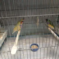 فنچ گلدین و بنگالی