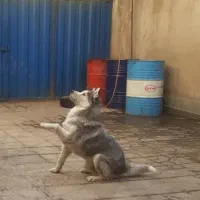 توله هاسکی|سگ|تهران, والفجر (افسریه)|دیوار