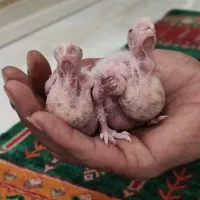 جوجه طوطی البینو ۱۰ روزه  هنوز زیر جفتن