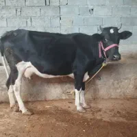 گاو ماده مالداری شیری