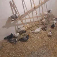 تعدای نروماده