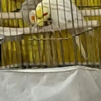 جفت عروس هلندی|پرنده|ری, شهید غیوری (ابن باویه)|دیوار